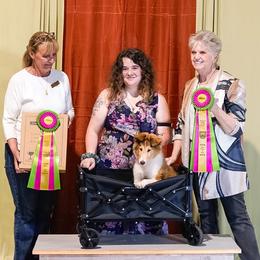 Collie Puppies from Highland Moor Kennel