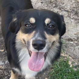 Stormie - Miniature Australian Shepherd