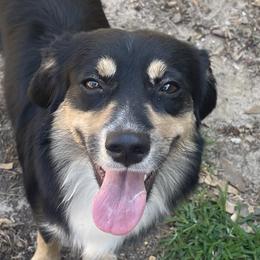 Stormie - Miniature Australian Shepherd