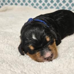 Steve - Tri-color male Bernedoodle puppy in Flat Rock, North Carolina from Sukisdoodles