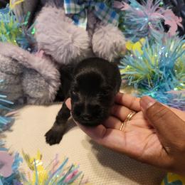 Lucky AKC - Black male Miniature Schnauzer puppy in Las Vegas, Nevada from Byrd's House