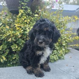 Bobby - Tri-color male Bernedoodle puppy in Blackfoot, Idaho from Draper Mountain Doodles