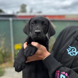 Nifty - Black female Labrador Retriever puppy in Napavine, Washington from StormyDaze Labradors & Beagles