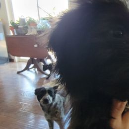 Dachshunds from Dawny's doggies