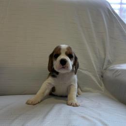 Boy 3 - White black and tan male Beagle puppy in Newman, California from Valley Beagles