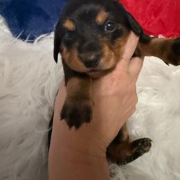 Eclair - Black and tan female Dachshund puppy in Erie, Michigan from Champagne’s Grinch Toe’d Dachshunds