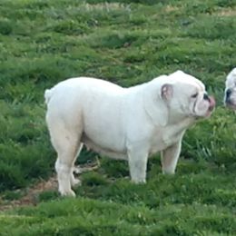 Pearl - Bulldog