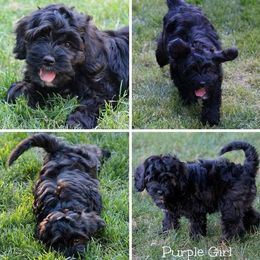 Cherry Lane Labradoodles breeder of 