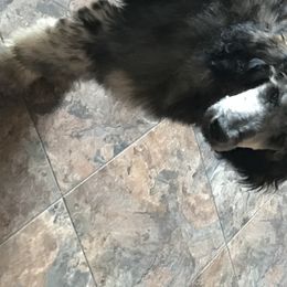 Poodle Puppies from 406 Poodles