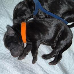 Snoop - Black and rust male Doberman Pinscher puppy in Brookfield, Wisconsin from Haus of Hound