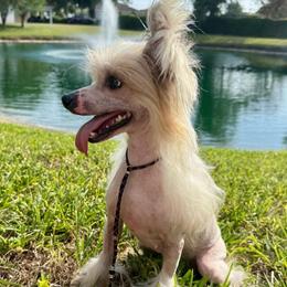 Dolly - Pink and slate female Chinese Crested puppy in Lutz, Florida from Halcyon Chinese Cresteds
