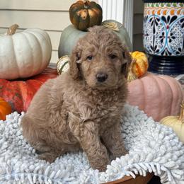 Amber - Apricot female Goldendoodle puppy in Easley, South Carolina from Our Darling Doodles