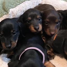 Dachshunds from Gena’s Dachshunds