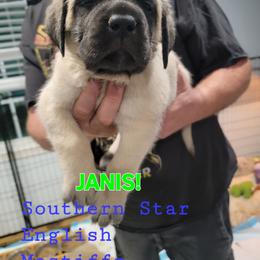 Janis(FEMALE)(green) - Fawn female Mastiff puppy in Conroe, Texas from Southern Star English Mastiffs