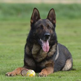 Vucan - German Shepherd