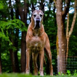 Great Danes from Stuck Run Danes