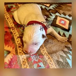 Casper - Red mottled male Australian Cattle Dog puppy in Floyd, Virginia from Southern Charm Heelers