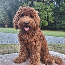 Fitz - Goldendoodle