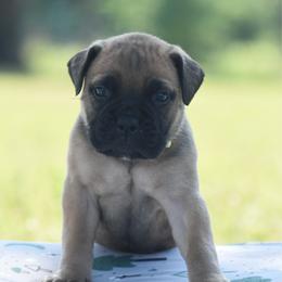 Jewel - Fawn female Bullmastiff puppy in Chickasha, Oklahoma from Rustic Lace