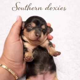 Milana - Black and cream female Dachshund puppy in Biloxi, Mississippi from Southern Doxies Ms
