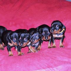 German Pinscher Puppies from LinDee Kennel