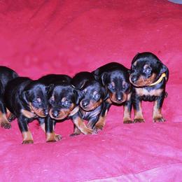 German Pinscher Puppies from LinDee Kennel