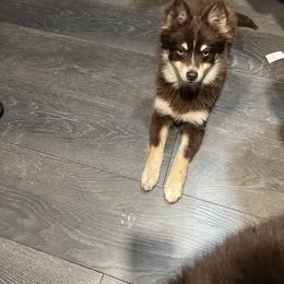 Chewbacca, a.k.a. chewy - Pomsky puppy in Milan, Michigan from ASC Pomsky
