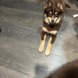 Chewbacca, a.k.a. chewy - Pomsky puppy in Milan, Michigan from ASC Pomsky