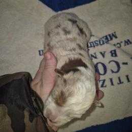 Red Merle girl 1 - Red merle female Toy Australian Shepherd puppy in Madisonville, Tennessee from LaRose Farm & Kennels