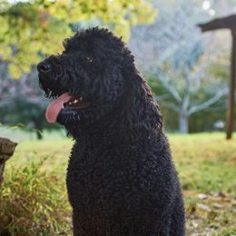 Goldendoodles from North Carolina Doodles LLC