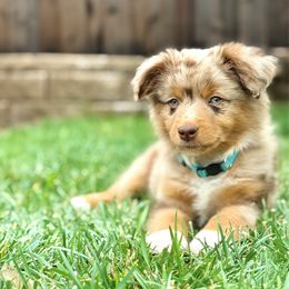 Pecan Pie - Red merle male Miniature Australian Shepherd puppy in Prunedale, California from 4MLA STABLES