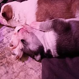 Siberian Huskies from Johnson huskies
