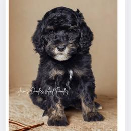 July - Tri-color male Bernedoodle puppy in Cleveland, Georgia from Jam's Doodles And Poodles