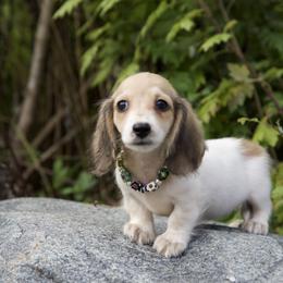 Girl 1 - female Dachshund puppy in Crystal, Michigan from Mare-bella Dachshunds