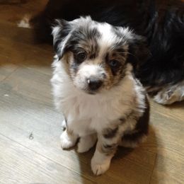 Miniature Australian Shepherd Puppies from Mikki's Toy Aussies