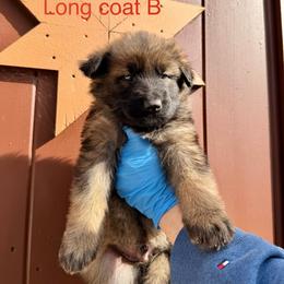 Red Collar Long Coat - Sable male German Shepherd puppy in Hollis Center, Maine from Noble German Shepherds of Maine