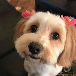 Carmen  - Havanese