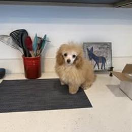Butters - Poodle