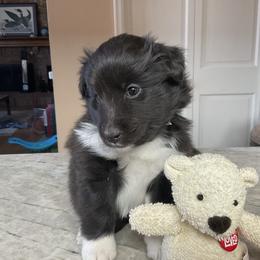 Shetland Sheepdog Puppies from Kochar Shelties