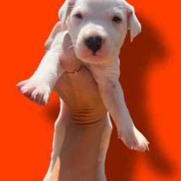 October - White and lemon female Dalmatian puppy in Bremen, Georgia from Clark’s Dalmatians