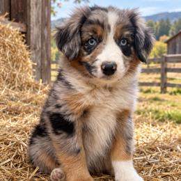 Bingo - Blue merle male Miniature Australian Shepherd puppy in Lakeport, California from Akins Aussies/Wild Rose Ranch