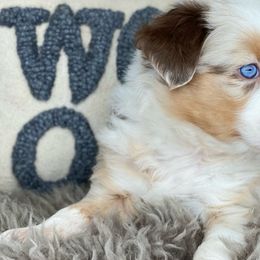 Firefly-Full natural tail and blue eyes likely - Australian Shepherd puppy in Penrose, Colorado from Best Friend Aussies
