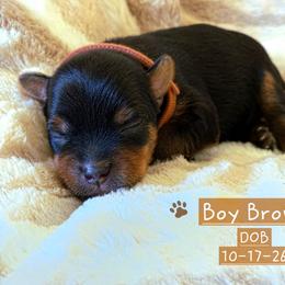 Frosty - Black and tan male Yorkshire Terrier puppy in Nitro, West Virginia from Kathryn's Yorkies