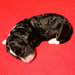 Girl (6) - Black and white female Bernedoodle puppy in New Holland, Pennsylvania from Ellie's Cute as a Button Yorkies