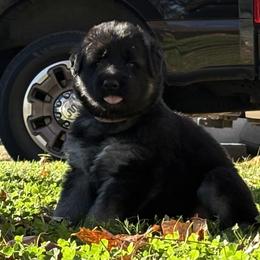 Shiloh Shepherd Puppies from The Mighty Quinn Shilohs