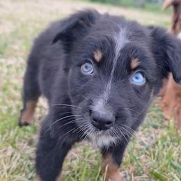 REDUCED.  SHADOW-btm - Black tri-color male Australian Shepherd puppy in Salem, Arkansas from Patchwork Kennels