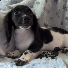Pluto the Black Piebald Boy - Piebald male Dachshund puppy in Pelion, South Carolina from Doitsujin Dachshunds