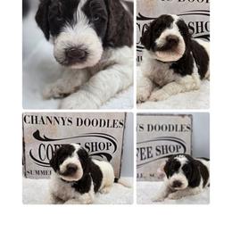 Java - Parti male Goldendoodle puppy in Summerville, South Carolina from Channys Doodles