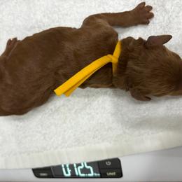 Yellow male - Red  male Poodle puppy in San Benito, Texas from Irene's Poodles