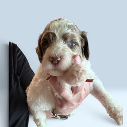 Tucker - Chocolate male Goldendoodle puppy in Sanderson, Florida from Serenity Goldendoodles